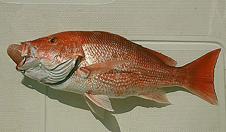 A Red Snapper showing the signs of fish barotrauma. An example of the fish that can be returned using the Fish Saver Device.